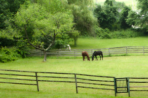 Horses from Balcony