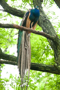 Peacock in Tree, Seguine Mansion, Staten Island, NY